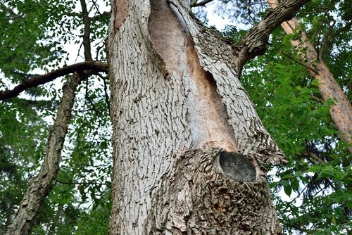 How to know if a tree is dangerous in your backyard www.domesblissity.com