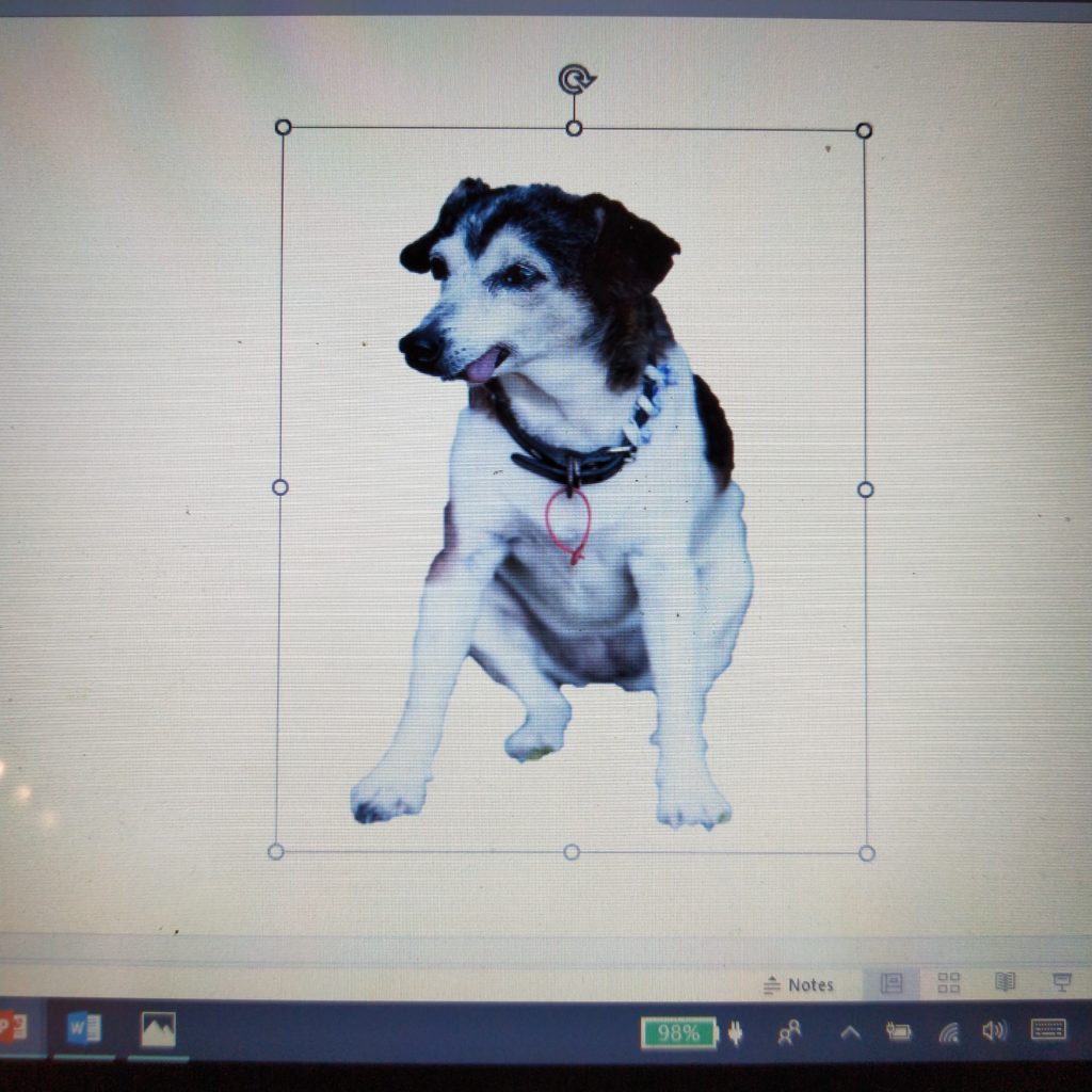 How to make a pet photo print cushion www.domesblissity.com