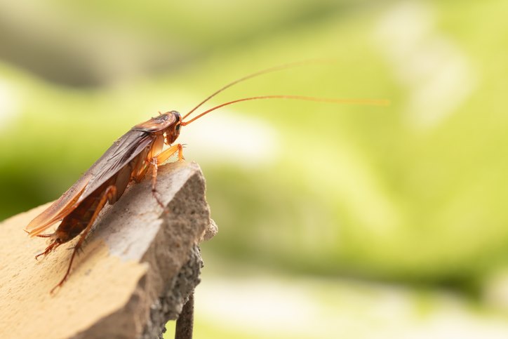 essential oils to keep roaches away