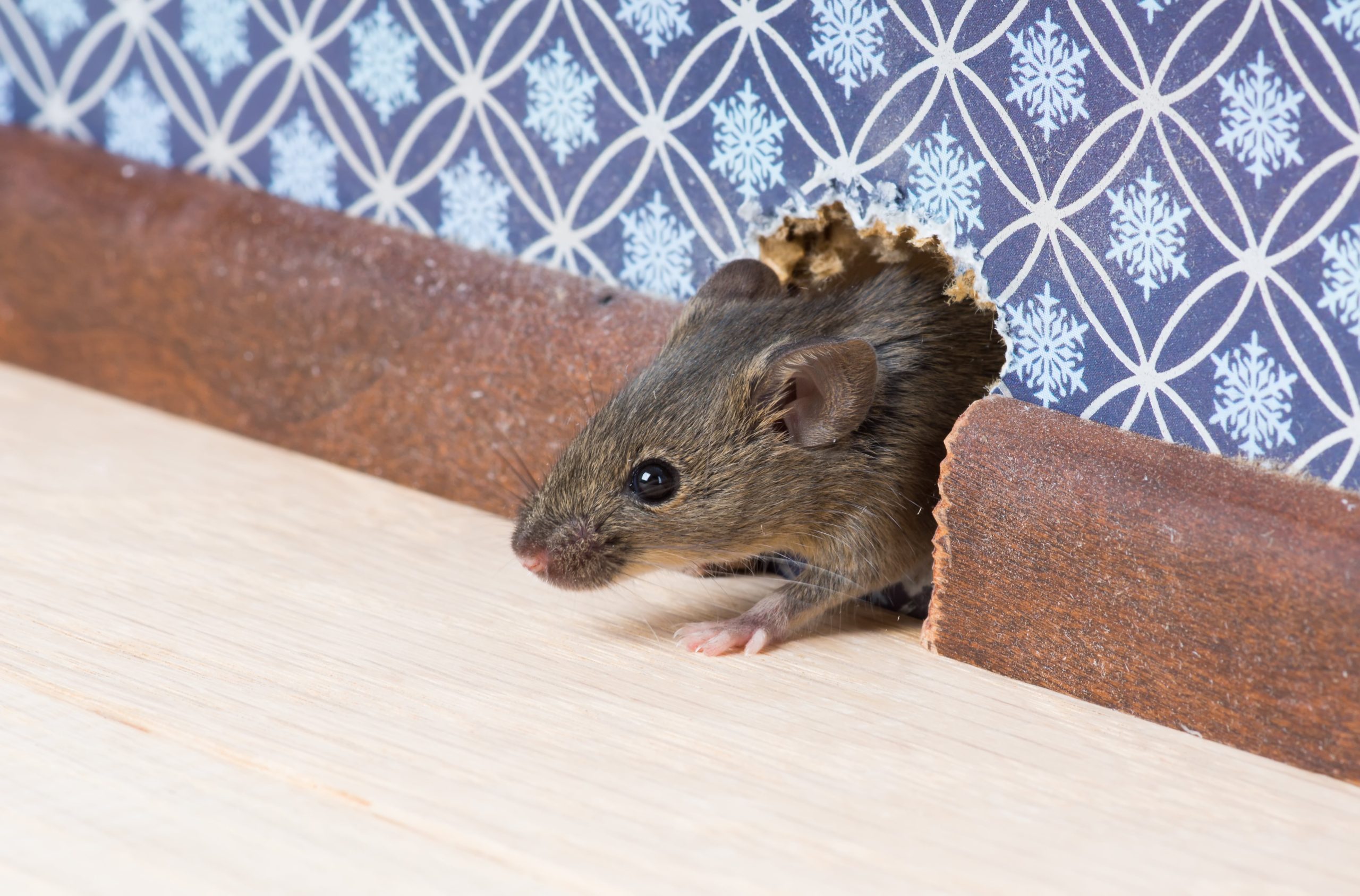 5 Tips To Help You Keep Out Rodent This Spring Season
